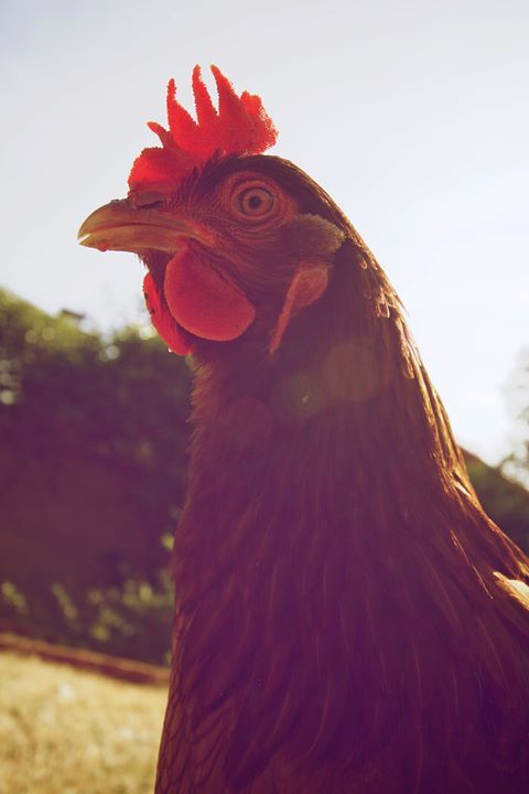 Readers show their chickens
